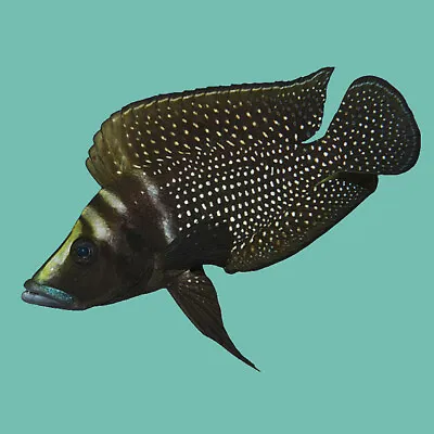 Black Zaire Calvus | Male & Female | Altolamprologus Calvus | Tanganyika Cichlid • £43.01