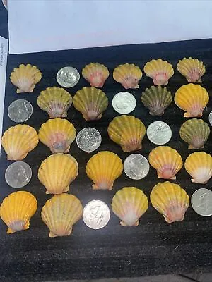 21 HuGE HAWAII HAWAIIAN SUNRISE SHELL Shells CoLoRs Sunriseshells PENDANTS ?? • $333.77