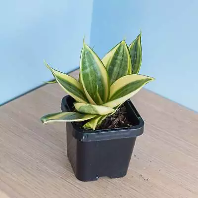 Sansevieria Golden Hahnii | Sansevieria Trifasciata 'Golden Hahnii' • $12.95