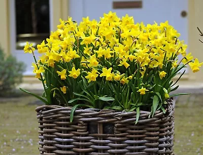 5 X TETE A TETE Daffodil Bulbs Hardy Outdoor Plants Perennial. Spring Flowering • £5.29