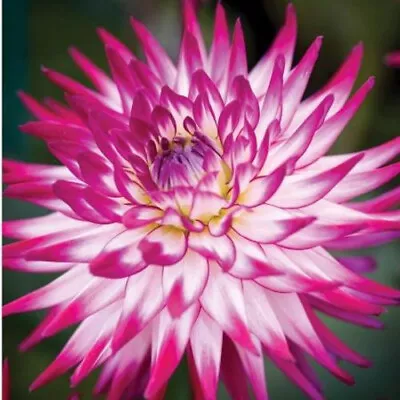 Cactus Dahlia Badger Twinkle Perennial Garden Flower Bulb Tuber • £7.95