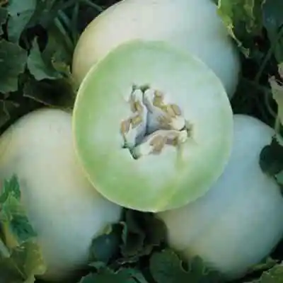 Green Honeydew Melon Seeds | Non-GMO | Free Shipping | Seed Store | 1052 • $1.99