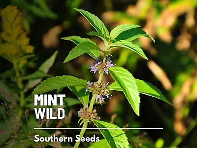 Mint Wild (Corn Mint) Seeds - Heirloom Herb (Mentha Arvensis) - Aromatic And Re • $1.95