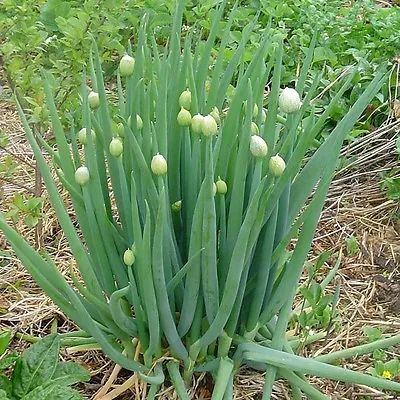 £1.29 • Buy Herb  Welsh Onion (allium Fistulosum)  2000 Seeds