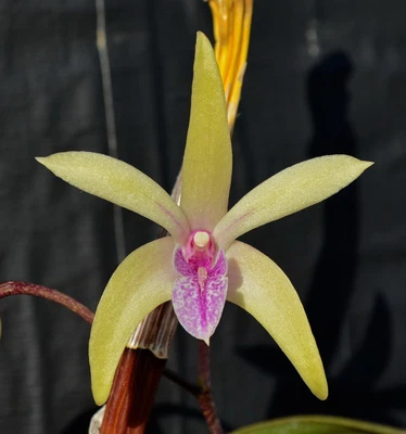 $7 • Buy Orchid -Dendrobium Memoria Alicia 'Michelle'