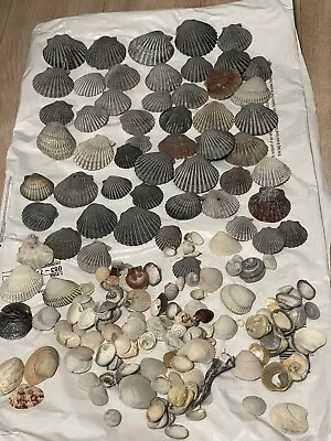 Big Lot/Set Of Scallop Shells 1/2-2  From North Atlantic Ocean For Art And Craft • $19