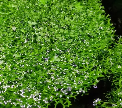 £5 • Buy Riccia Fluitans, Floating Aquarium Plant.