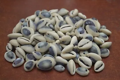 150 Pcs Drilled 2 Hole Purple Top Cowrie Cowry Sea Shell Beads 1 Lb #7723 • $6