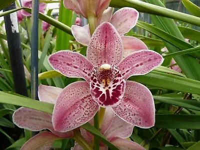 $35 • Buy Cymbidium Orchid - (Violet Spots X Solana Beach) - 1 Spike
