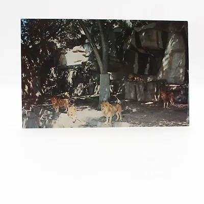 Vintage Lion Exhibit Zoological Park Zoo Detroit Michigan Cat Lions Postcard  • $2.99