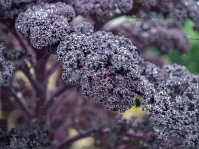 Kale Borecole Scarlet 2200 Seeds • £2.59