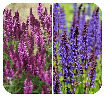 Salvia Superba 'Blue And Rose' Queen Mixed Hardy Perennial Large Plug Plants X 6 • £14.99