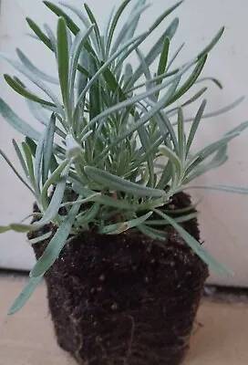 £3 • Buy English Lavender Plant Bare Roots ( Happy Customers - Reliable Seller )