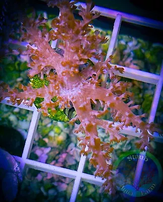 SAF~ “WYSIWYG” Kenya Tree Frag LPS SPS Soft Coral Colony Leather • $24.99