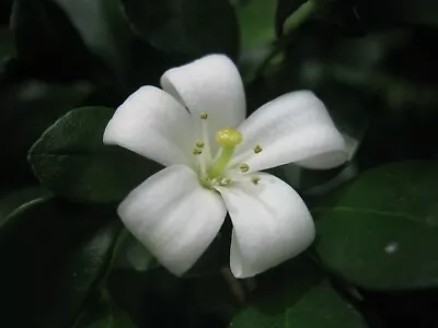 Murraya Paniculata - Orange Jasmine - Extremely Fragrant Flowers Jocad - 5 Seeds • £2.04