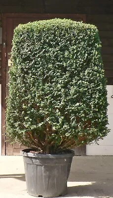 Real V Rare Extra Large Yew (taxus Baccata) Cube/Squared Topiary UK Grown • £480