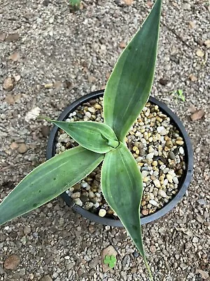 Agave ‘Blue Flame’ Variegated 130mm Pot  Cacti Succulent • $30