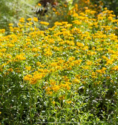 Mexican Mint Marigold Seeds 100+ (Tagetes Lucida)  Medicinal Herb Spice & Flower • $2.29