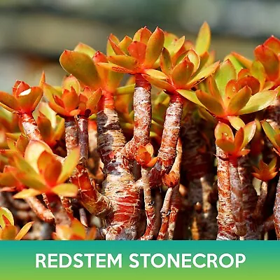 Red-Stem Crassula Succulent Mix Seeds Crassula Rubricaulis • $4.99