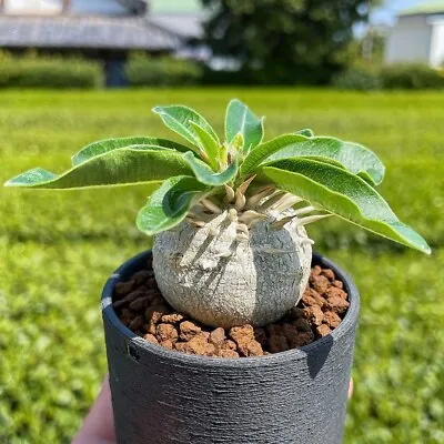 1.5-2cm 1PCS Pachypodium Densiflorum X Brevicaule Beautiful Live Rare Garden • $17.55