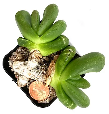Mesembs Plant--Glottiphyllum Pygmaeum--Showy! • $9.99