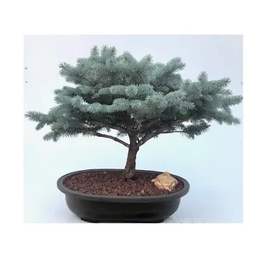 Picea Pungens Globosa Globe Blue Spruce Outdoor Bonsai Tree 42 Yo22 H Great Gift • $780.95