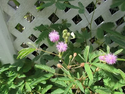 50 MIMOSA PUDICA PLANT SEEDS (Sensitive Plant) - Kids Love This Plant - Easy! • $3.49