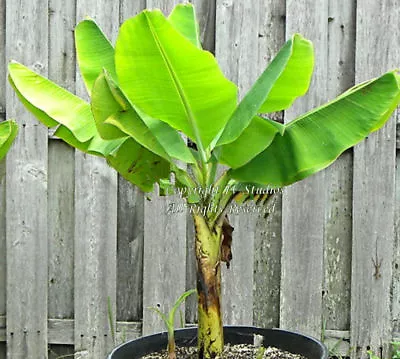 Musa Balbisiana Ornamental Wild Thai Banana Tropical Plant Seeds Grower Favorite • $9.89