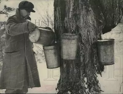 1937 Press Photo William Moser Harvesting Maple Syrup On Sugar Farm In New York • $20.88