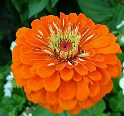  150 Seeds Zinnia Elegans Dahliaflwd Orange +4 FREE PLANT LABEL  • £0.99