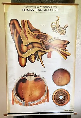 Vintage AJ Nystrom & Co. - Eye And Ear Anatomical Teaching Chart - 1918 • $243.99