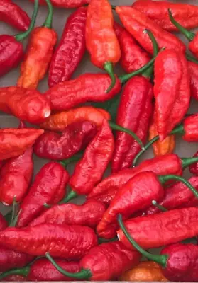 LOT OF 3 RED GHOST BHUT JOLOKIA 75 Day+ Old Super Hot Pepper LIVE PLANTS • $22