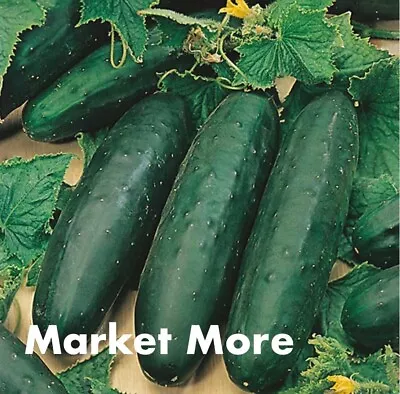 3 X Cucumber Plug Plants ( Marketmore ) -  Ready Now ! • £7.95