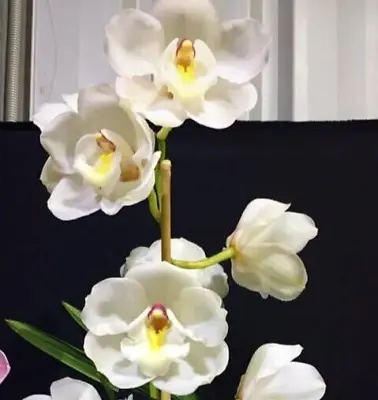 Cymbidium Orchid - Kurranulla 'Maestro' - 1 Spike • $45