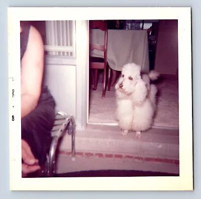 Vintage Photograph White Poodle Pet Dog 1960 Snapshot 3.5x3.5 • $4.99