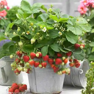 5 X Strawberry Sweetheart Bareroot Fruit Garden Plants Potting Grade • £7.99