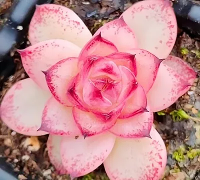 Echeveria Blood Rose Succulent Seeds X40 • $19.95