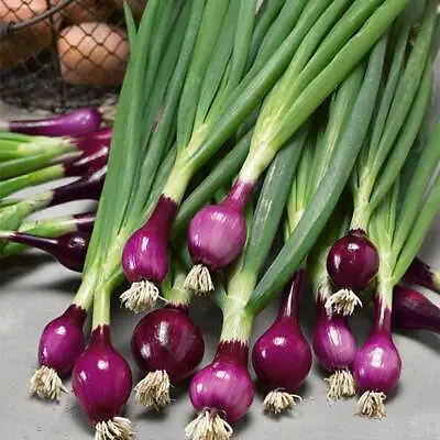 £2.29 • Buy 100 Seeds SPRING ONION Purple Lilia - Dramatic Red/Purple With A Punchy Taste