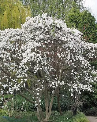 Magnolia Stellata | Star Magnolia | 10 Seeds • $6.79