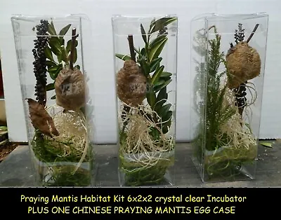 One Praying Mantis Egg Case With Clear Habitat Cube 1 Praying Mantids Egg Cases • $59.99