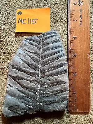 Mazon Creek Fossil   Beautiful 3 X 4 Inch Fern Plate!!  #MC115  See Photos !! • $29