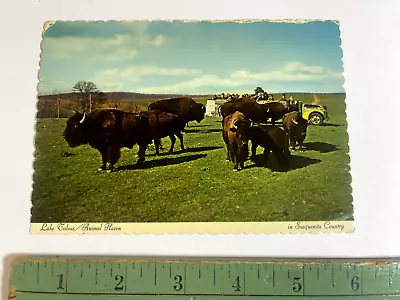 VINTAGE Lake Tobias Animal Haven Susquenita Country Pennsylvania UNUSED Postcard • $3