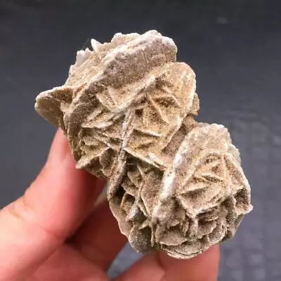 $11.99 • Buy Natural Desert Rose Selenite Crystal Mineral Specimen Sand Rock Gypsum Flower1Pc