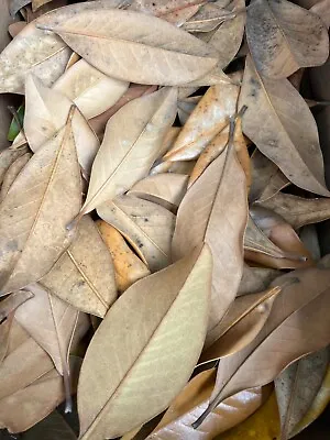 50+ Organic 100% Magnolia Leaves Pet Reptile Terrarium Vivarium Leaf Litter • $11.99