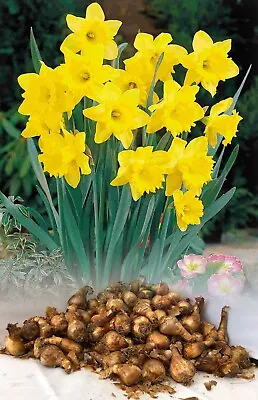 500g-40kg Dutch Master Trumpet Daffodil Bulbs Yellow Garden Spring Perennial • £118.95