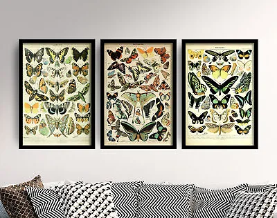 £56.50 • Buy Butterflies - Set Of 3 Adolphe Millot Art Prints - Butterfly Poster Animal 2