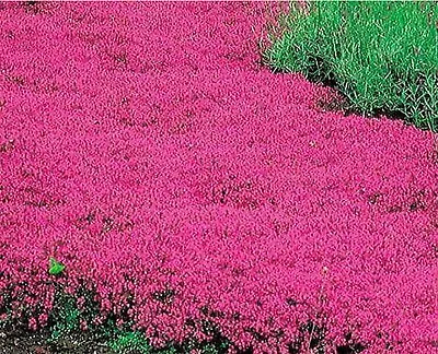 Creeping Thyme RED Groundcover Perennial Low HERB Fragrant USA Non-GMO 500 Seeds • $4.48