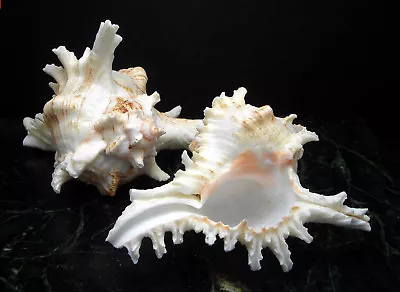 2 Pacific Murex Ramosus Shells (Ram's Murex) 3-4   Aquarium Beach Crafts Decor • $8.99