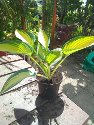 £3.50 • Buy Hosta June