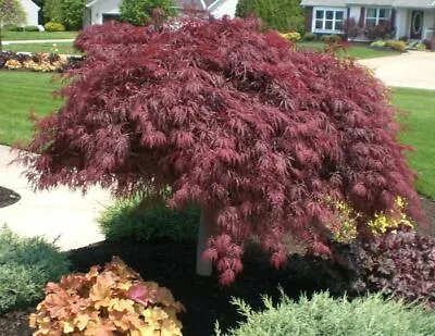 Acer Palmatum Dissectum Crimson Queen  In 9cm  Pot Maple • £15.25